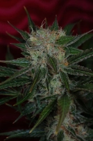 Agent Orange Cannabisblüte – gewachsen aus Regulaere Hanfsamen von TGA Subcool Seeds