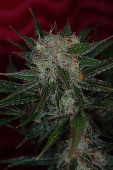 Agent Orange Cannabisblüte – gewachsen aus Regulaere Hanfsamen von TGA Subcool Seeds