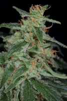Apollo-13 BX Cannabisblüte – gewachsen aus Regulaere Hanfsamen von TGA Subcool Seeds