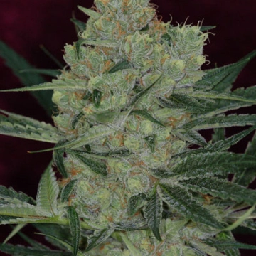 Cheese Quake Cannabisblüte – gewachsen aus Regulaere Hanfsamen von TGA Subcool Seeds