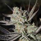 Chernobyl Cannabisblüte – gewachsen aus Regulaere Hanfsamen von TGA Subcool Seeds