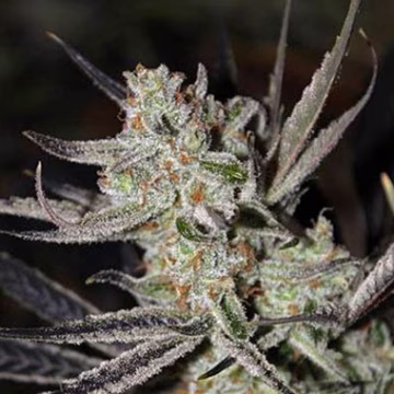 Chernobyl Cannabisblüte – gewachsen aus Regulaere Hanfsamen von TGA Subcool Seeds