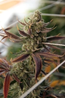 Conspiracy Kush Cannabisblüte – gewachsen aus Regulaere Hanfsamen von TGA Subcool Seeds