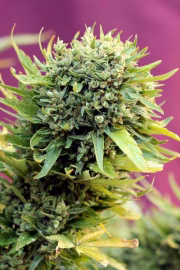 Dairy Queen Cannabisblüte – gewachsen aus Regulaere Hanfsamen von TGA Subcool Seeds