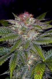 Deep Purple Cannabisblüte – gewachsen aus Regulaere Hanfsamen von TGA Subcool Seeds