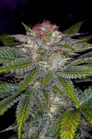 Deep Purple Cannabisblüte – gewachsen aus Regulaere Hanfsamen von TGA Subcool Seeds