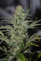 Galactic Jack Cannabisblüte – gewachsen aus Regulaere Hanfsamen von TGA Subcool Seeds