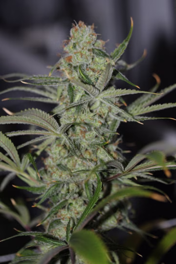 Galactic Jack Cannabisblüte – gewachsen aus Regulaere Hanfsamen von TGA Subcool Seeds