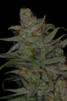 Jack Skellington Cannabisblüte – gewachsen aus Regulaere Hanfsamen von TGA Subcool Seeds