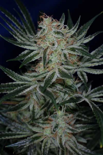 Jack the Ripper Cannabisblüte – gewachsen aus Regulaere Hanfsamen von TGA Subcool Seeds