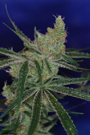 Jacks Cleaner 2 Cannabisblüte – gewachsen aus Regulaere Hanfsamen von TGA Subcool Seeds