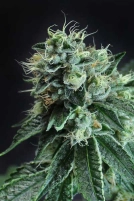 Jesus OG Cannabisblüte – gewachsen aus Regulaere Hanfsamen von TGA Subcool Seeds