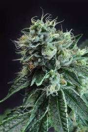 Jesus OG Cannabisblüte – gewachsen aus Regulaere Hanfsamen von TGA Subcool Seeds