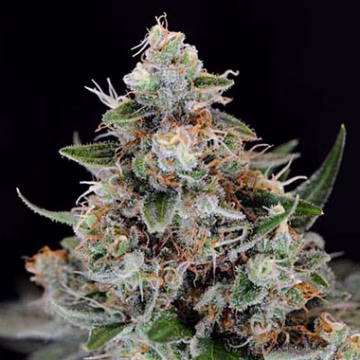 Jillybean Cannabisblüte – gewachsen aus Regulaere Hanfsamen von TGA Subcool Seeds
