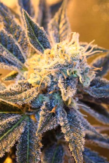 Kaboom Cannabisblüte – gewachsen aus Regulaere Hanfsamen von TGA Subcool Seeds