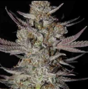 Marionberry Kush Cannabisblüte – gewachsen aus Regulaere Hanfsamen von TGA Subcool Seeds