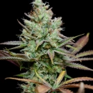 Pennywise Cannabisblüte – gewachsen aus Regulaere Hanfsamen von TGA Subcool Seeds