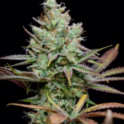 Pennywise Cannabisblüte – gewachsen aus Regulaere Hanfsamen von TGA Subcool Seeds