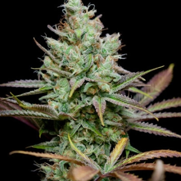 Pennywise Cannabisblüte – gewachsen aus Regulaere Hanfsamen von TGA Subcool Seeds