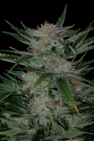 Plushberry Cannabisblüte – gewachsen aus Regulaere Hanfsamen von TGA Subcool Seeds