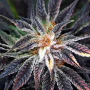 Qleaner Cannabisblüte – gewachsen aus Regulaere Hanfsamen von TGA Subcool Seeds