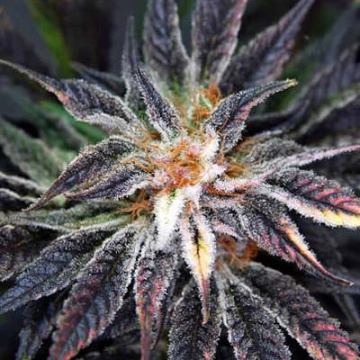 Qleaner Cannabisblüte – gewachsen aus Regulaere Hanfsamen von TGA Subcool Seeds