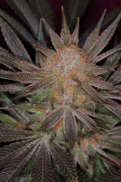 Qrazy Train Cannabisblüte – gewachsen aus Regulaere Hanfsamen von TGA Subcool Seeds