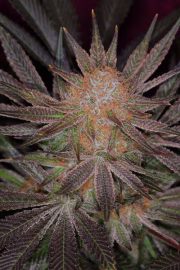 Qrazy Train Cannabisblüte – gewachsen aus Regulaere Hanfsamen von TGA Subcool Seeds