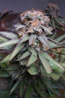 Querkle Cannabisblüte – gewachsen aus Regulaere Hanfsamen von TGA Subcool Seeds
