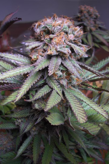 Querkle Cannabisblüte – gewachsen aus Regulaere Hanfsamen von TGA Subcool Seeds