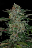 Qush Cannabisblüte – gewachsen aus Regulaere Hanfsamen von TGA Subcool Seeds