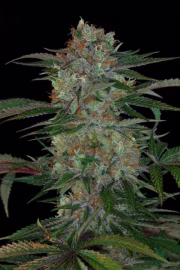 Qush Cannabisblüte – gewachsen aus Regulaere Hanfsamen von TGA Subcool Seeds