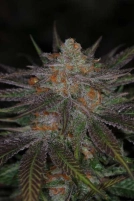 Ripped Bubba Cannabisblüte – gewachsen aus Regulaere Hanfsamen von TGA Subcool Seeds