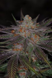 Ripped Bubba Cannabisblüte – gewachsen aus Regulaere Hanfsamen von TGA Subcool Seeds
