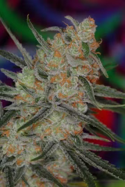 Space Bomb Cannabisblüte – gewachsen aus Regulaere Hanfsamen von TGA Subcool Seeds