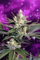 Space Dawg Cannabisblüte – gewachsen aus Regulaere Hanfsamen von TGA Subcool Seeds