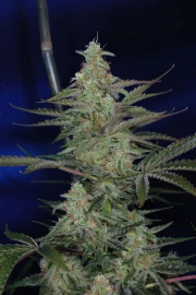 The Third Dimension Cannabisblüte – gewachsen aus Regulaere Hanfsamen von TGA Subcool Seeds