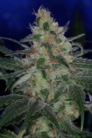 The Void (AKA Purple Apollo) Cannabisblüte – gewachsen aus Regulaere Hanfsamen von TGA Subcool Seeds