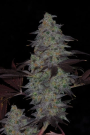 Timewreck Cannabisblüte – gewachsen aus Regulaere Hanfsamen von TGA Subcool Seeds