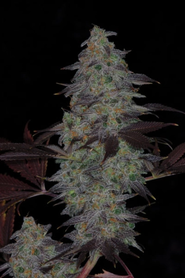Timewreck Cannabisblüte – gewachsen aus Regulaere Hanfsamen von TGA Subcool Seeds