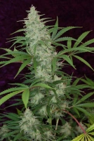 Vortex Cannabisblüte – gewachsen aus Regulaere Hanfsamen von TGA Subcool Seeds