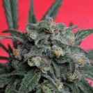 A-Train Cannabisblüte – gewachsen aus Feminisierte Hanfsamen von TH Seeds