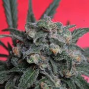 A-Train Cannabisblüte – gewachsen aus Feminisierte Hanfsamen von TH Seeds