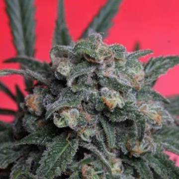 A-Train Cannabisblüte – gewachsen aus Feminisierte Hanfsamen von TH Seeds