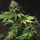 Akorn Cannabisblüte – gewachsen aus Feminisierte Hanfsamen von TH Seeds