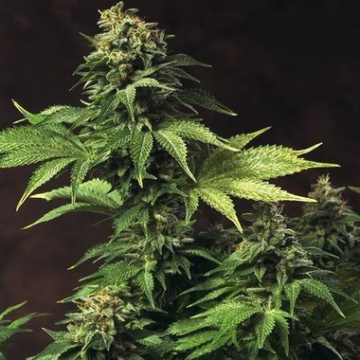Akorn Cannabisblüte – gewachsen aus Feminisierte Hanfsamen von TH Seeds