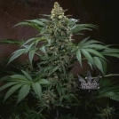 Bubblegum Cannabisblüte – gewachsen aus Regulaere Hanfsamen von TH Seeds