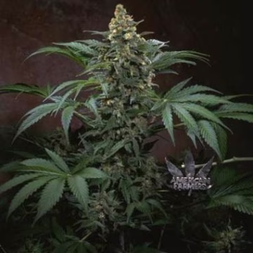 Bubblegum Cannabisblüte – gewachsen aus Regulaere Hanfsamen von TH Seeds
