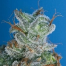 Burmese Kush Cannabisblüte – gewachsen aus Feminisierte Hanfsamen von TH Seeds