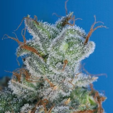 Burmese Kush Cannabisblüte – gewachsen aus Feminisierte Hanfsamen von TH Seeds